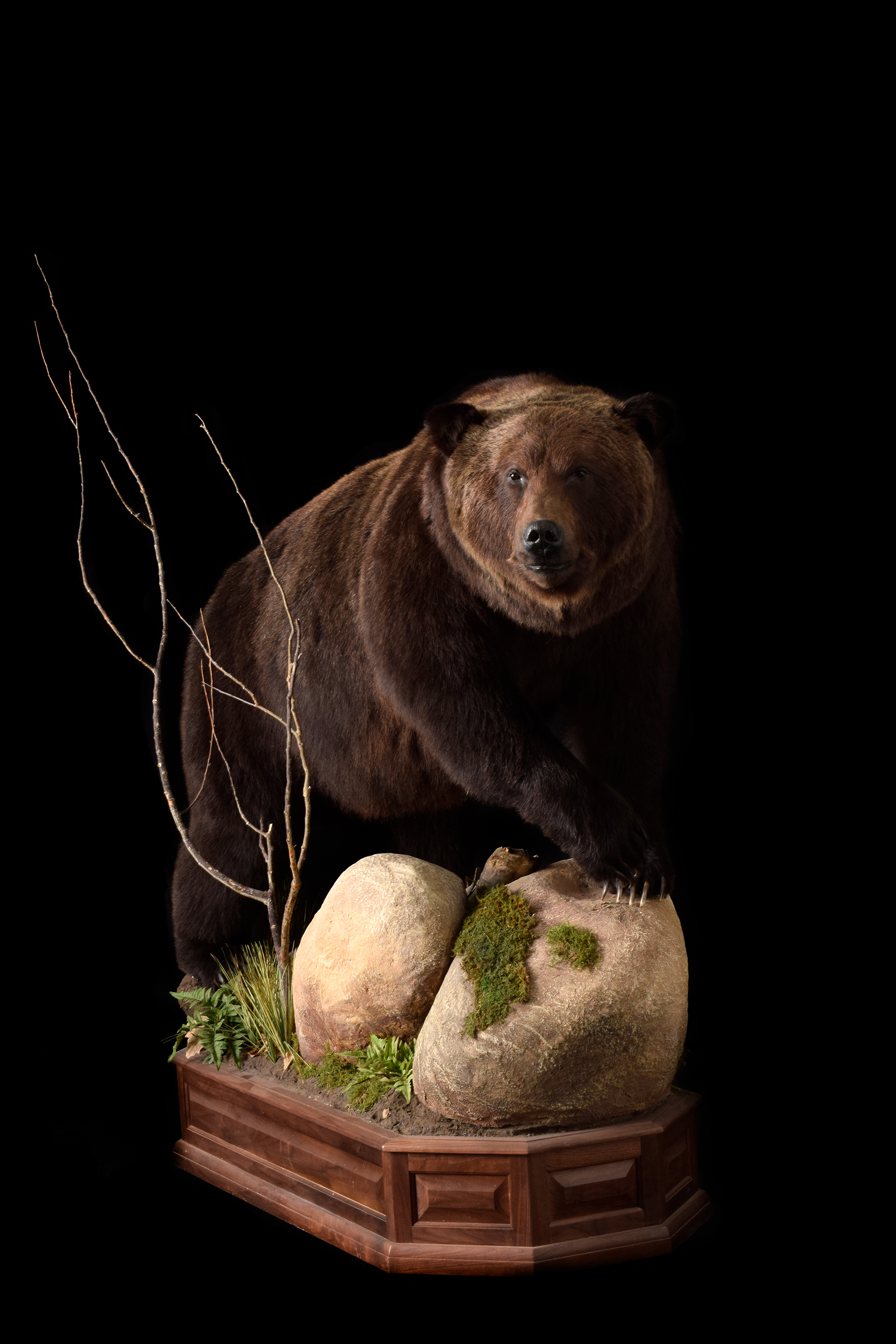 Brown Bear - LS49.jpg