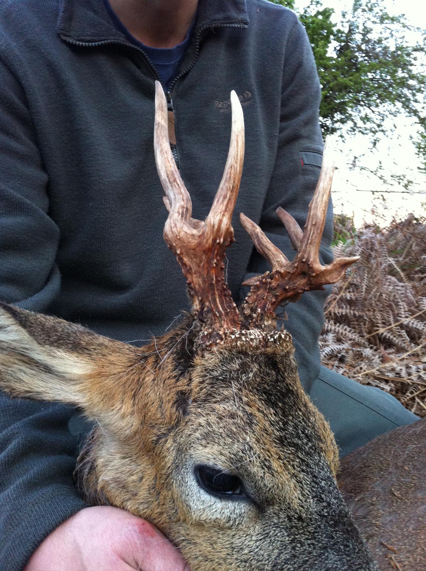 buck 1.jpg
