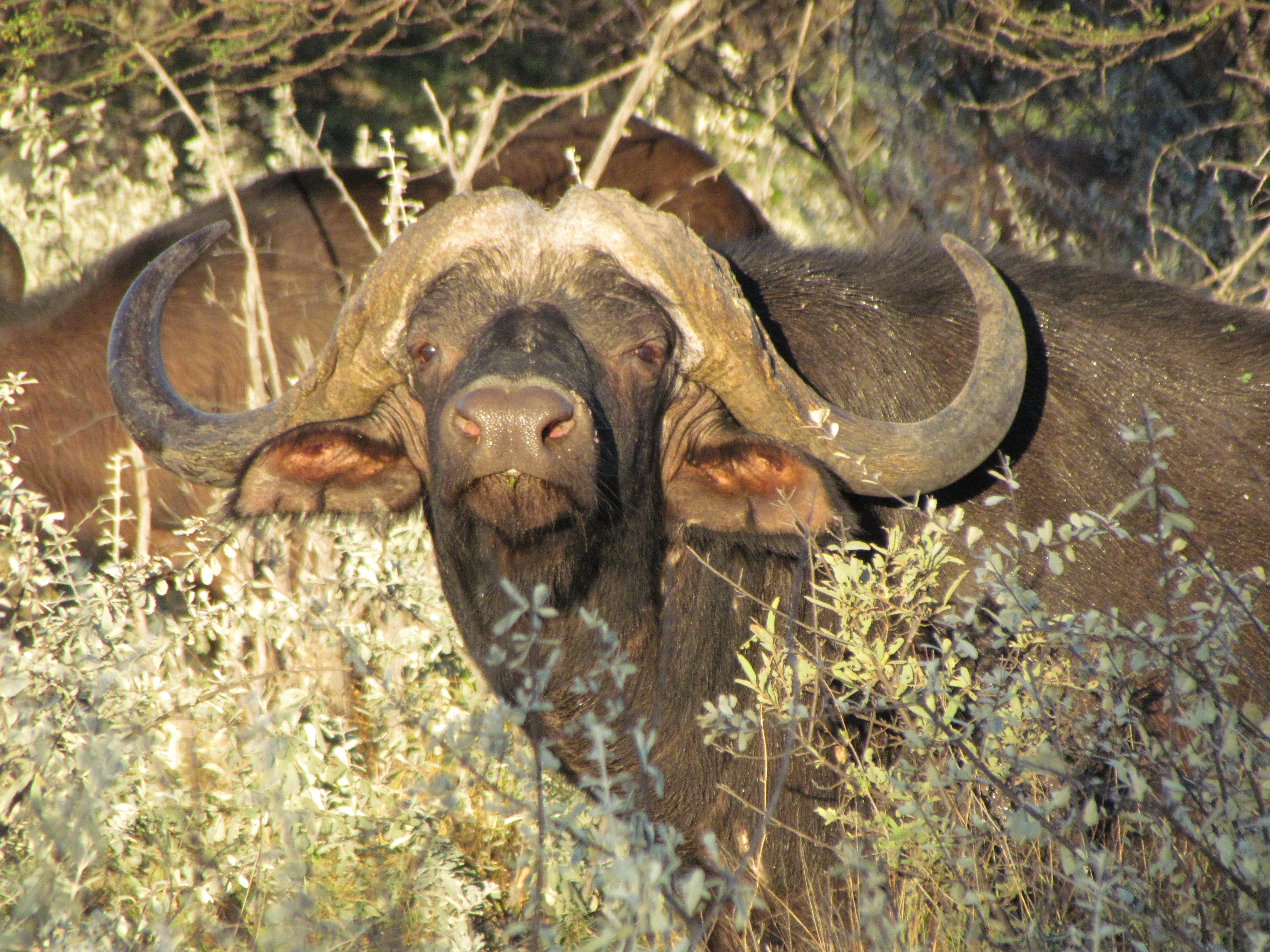 buf Apr 2013 (19).JPG