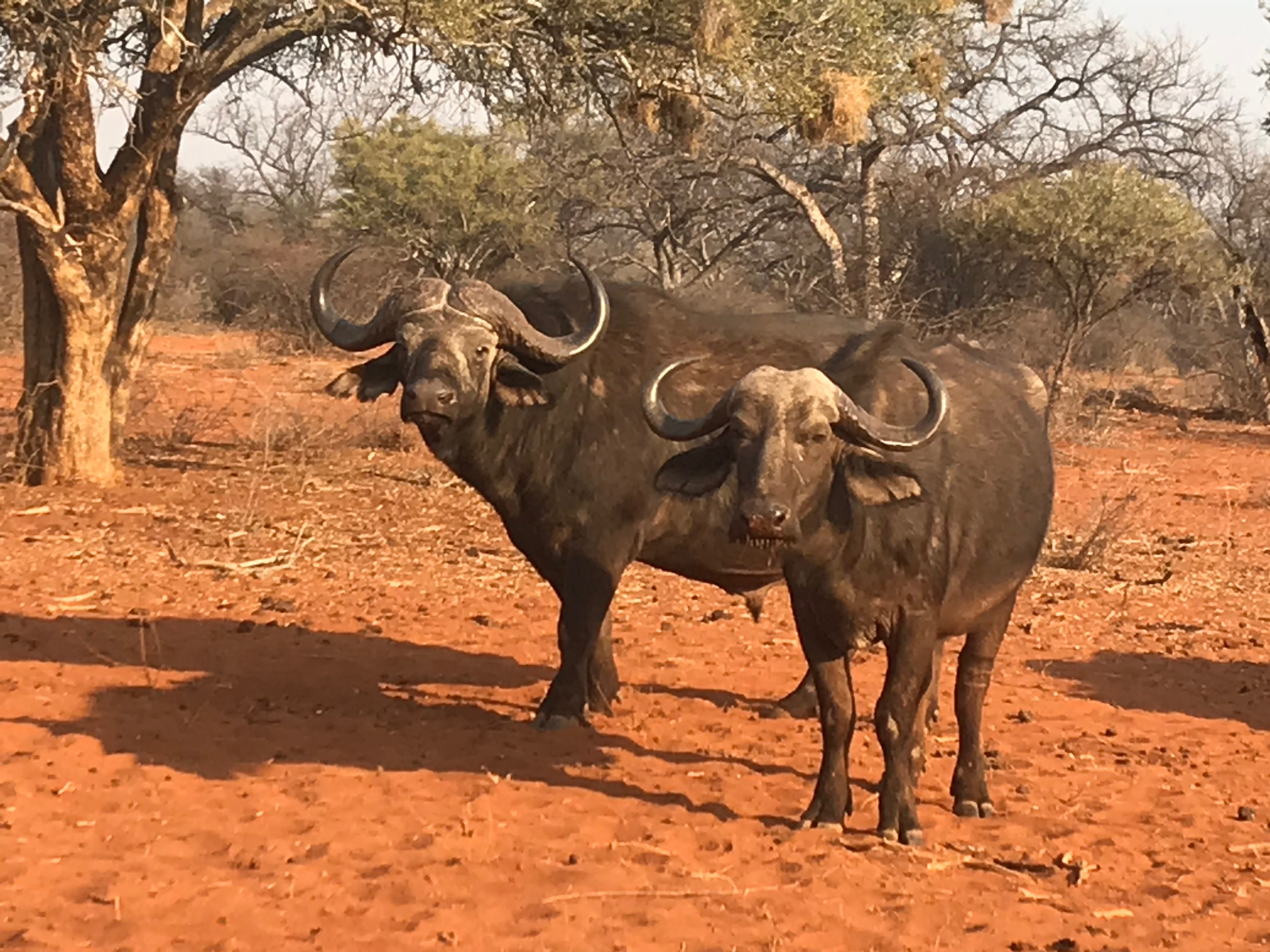 buff-cow-and-bull-jpeg.314703