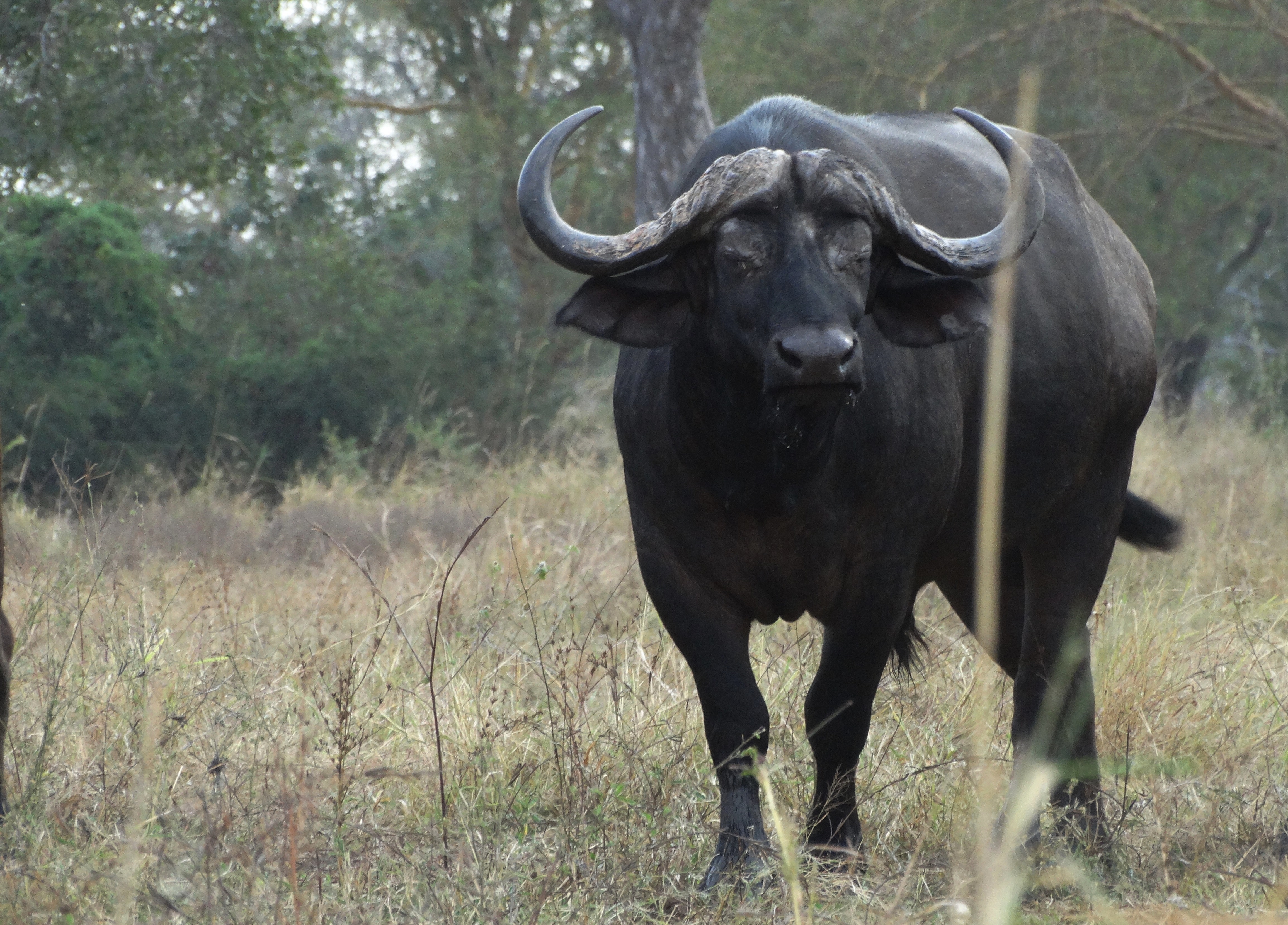 buffalo (2).JPG