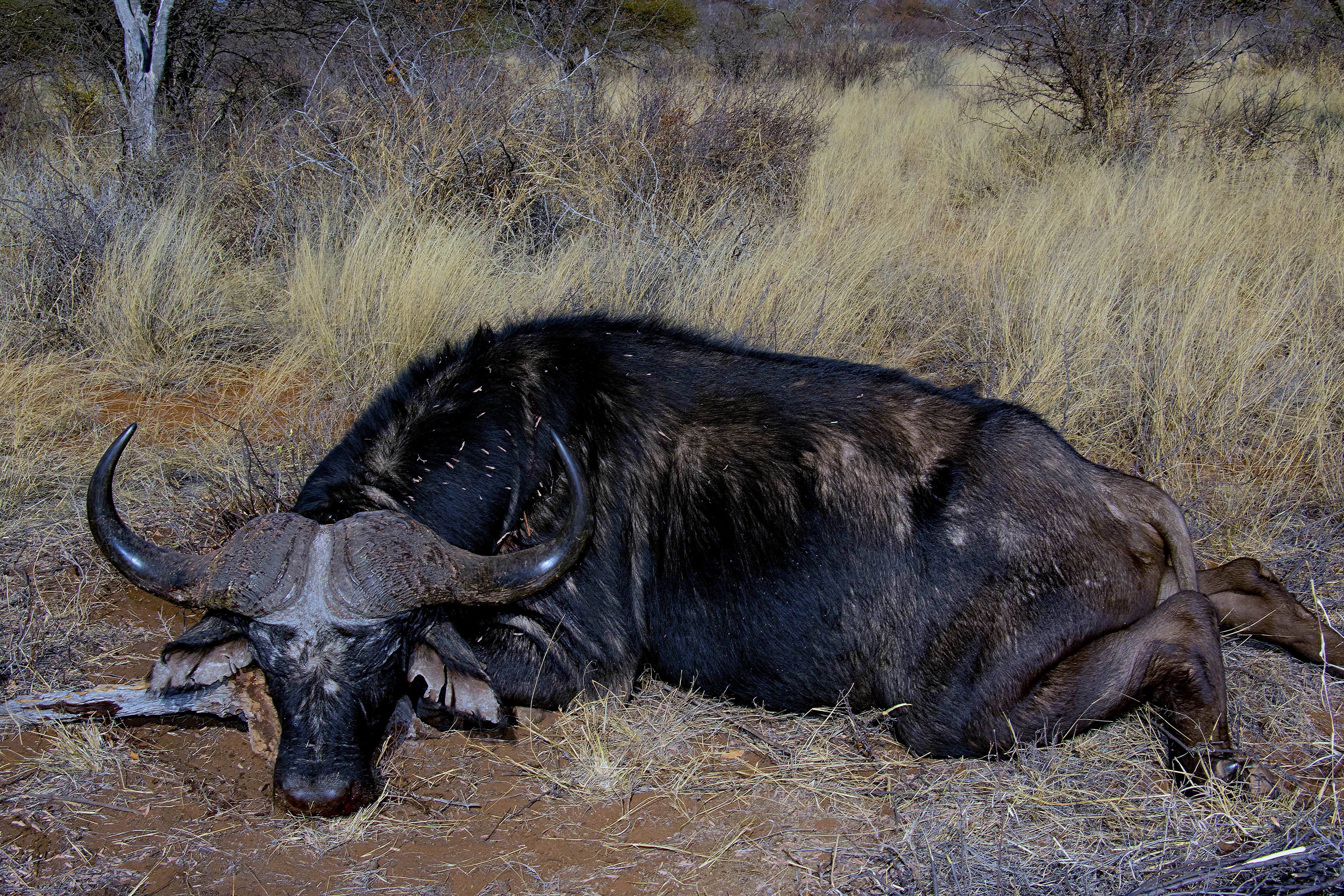 Buffalo 2 med res.jpg