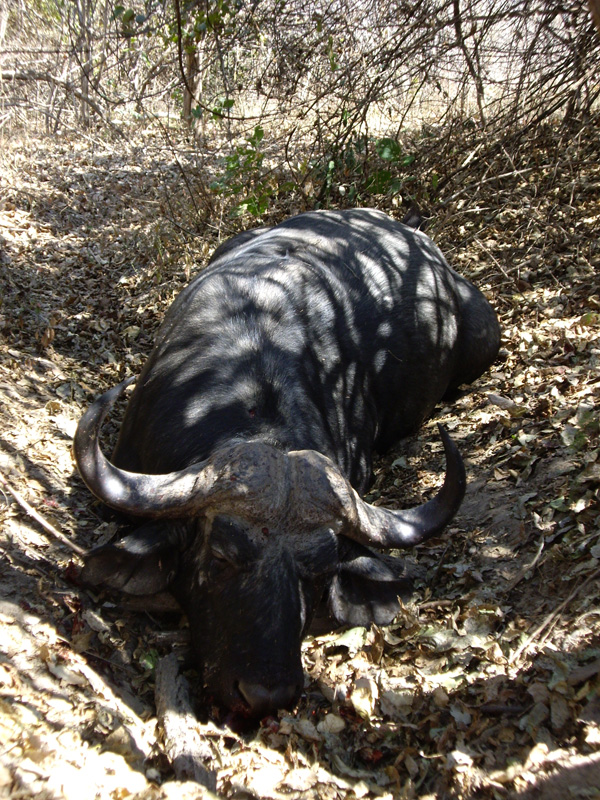 Buffalo Bull.jpg