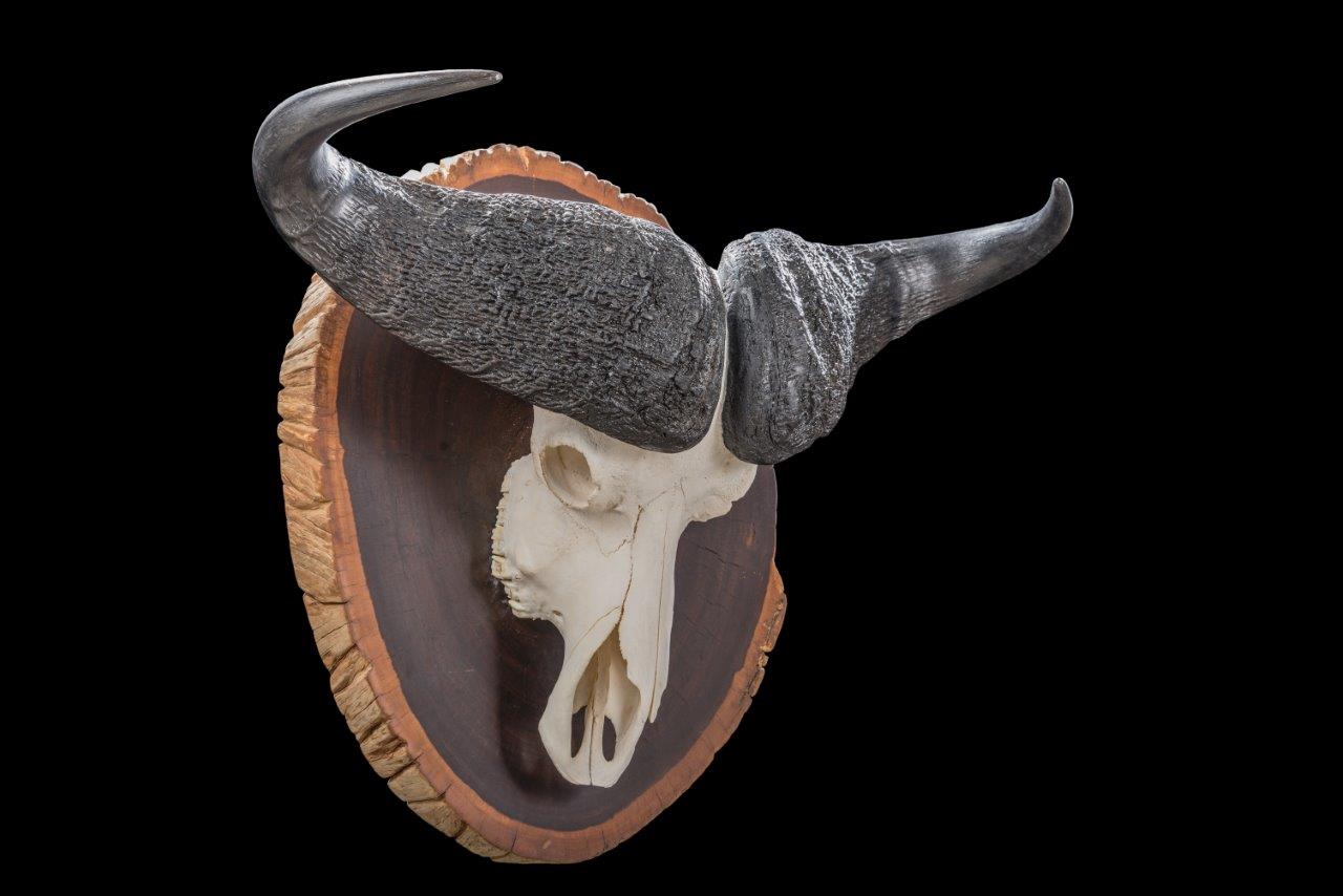 Buffalo Full Skull Shieldmount, Custom Sheild - GG225.jpg