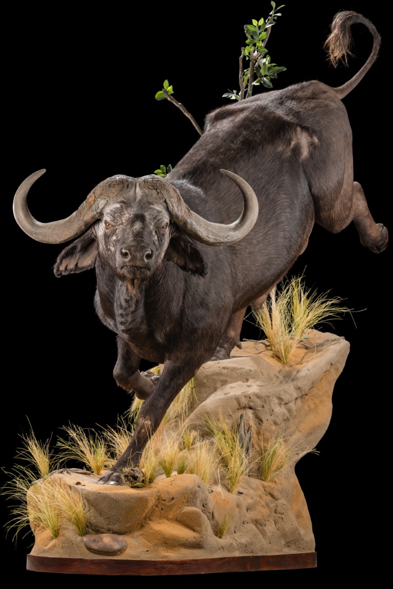 Buffalo Fullmount - GG154 (Medium).jpg