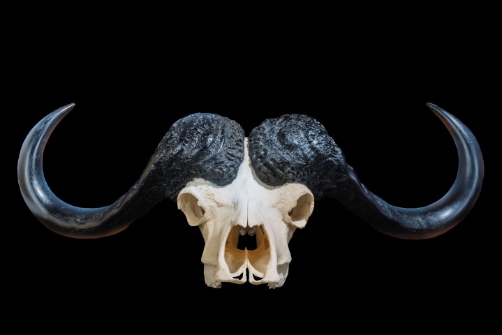Buffalo-Fullskull-Bleach-Clean-FF-057.jpeg.jpg