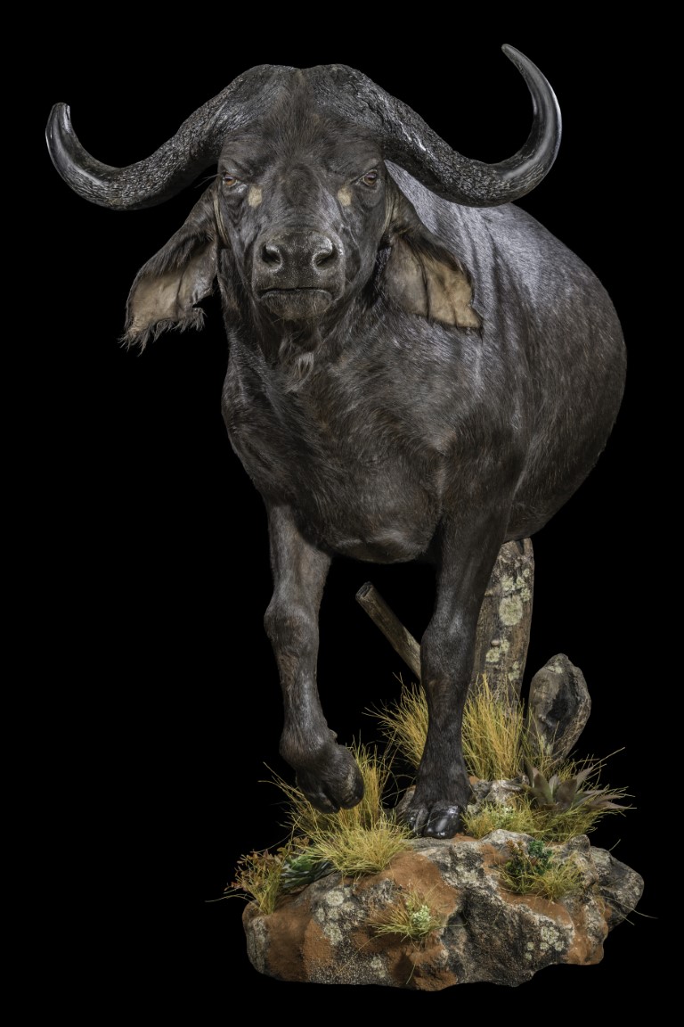 Buffalo-Halfmount-FF-420.jpeg.jpg