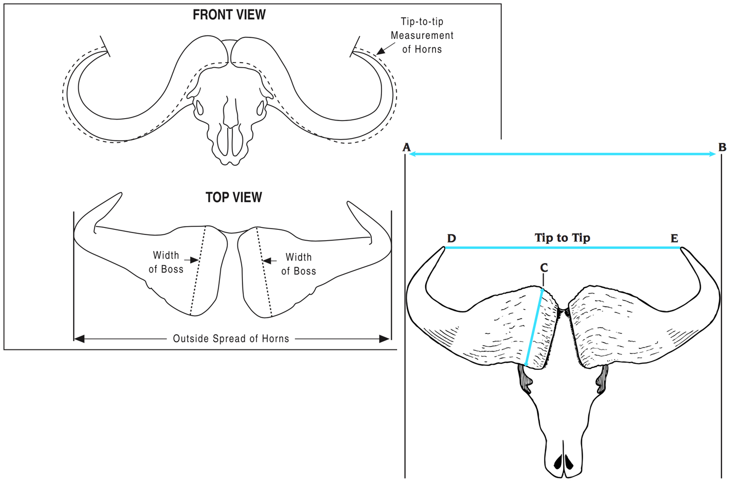 How To Measure Your Trophies