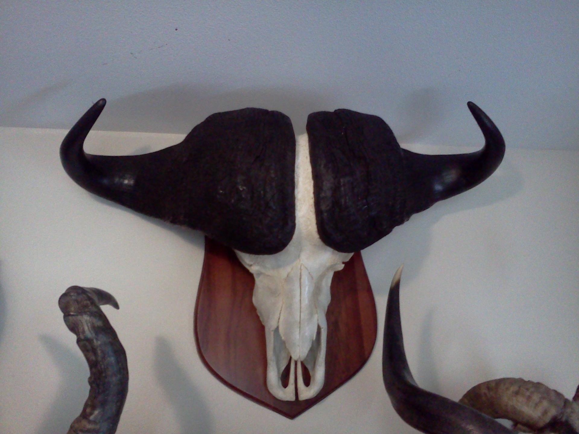 buffalo mount.jpg