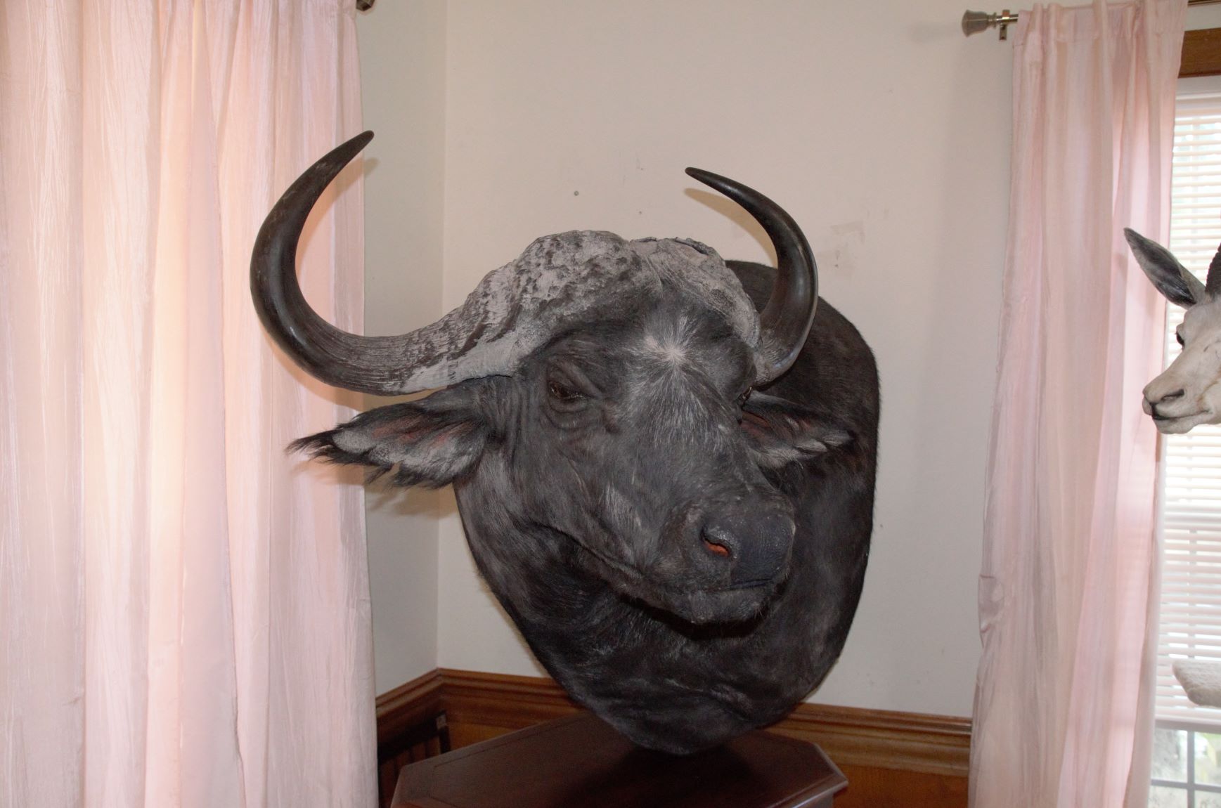 Buffalo pedestal2.jpg
