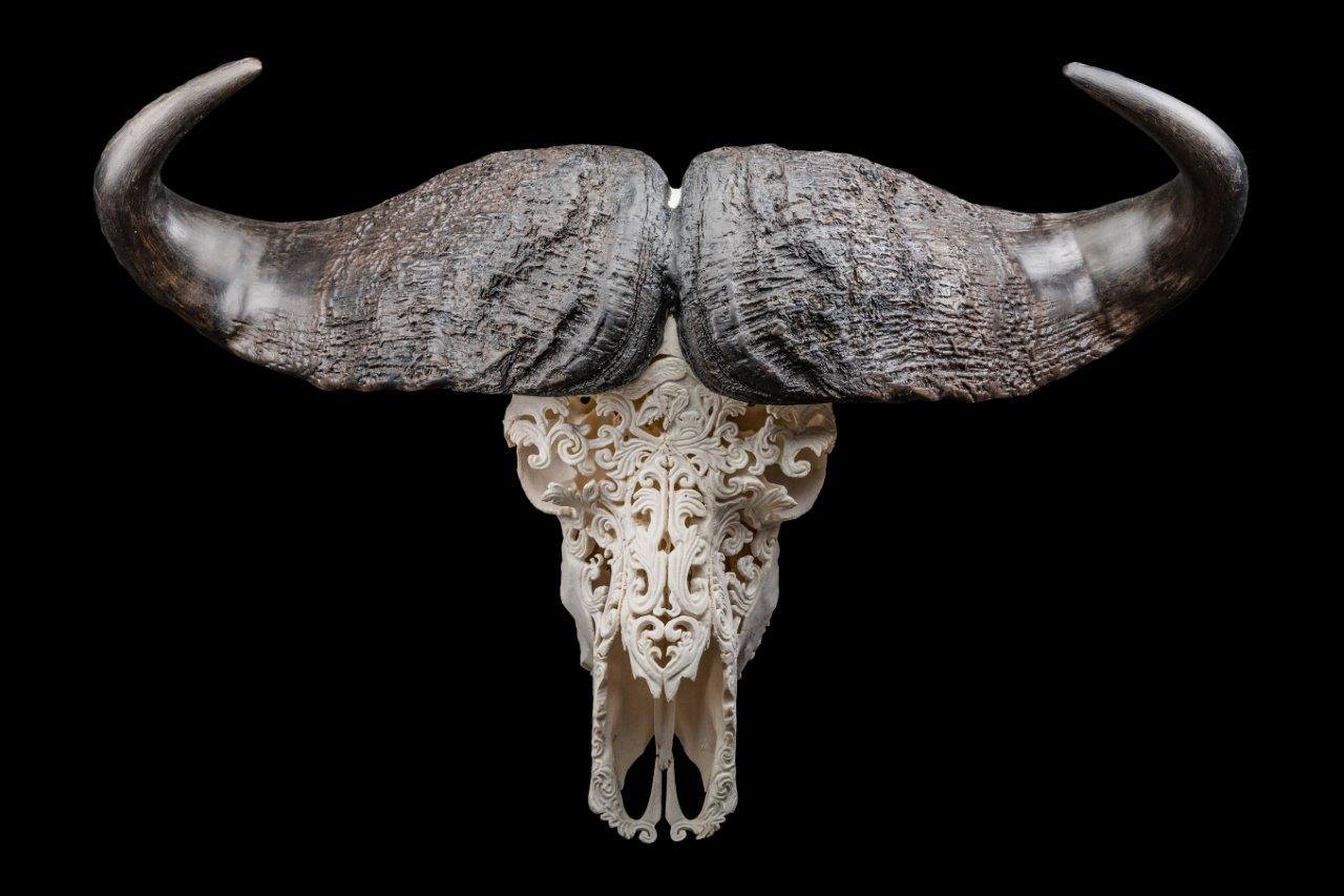 Buffalo-Skull-Carving-GG143-2-1.jpg