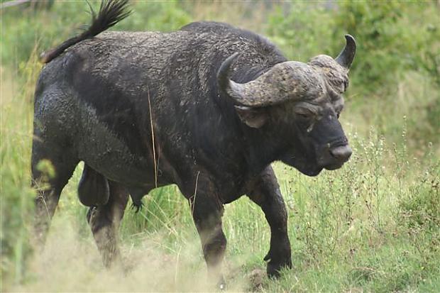 Judging Cape Buffalo | AfricaHunting.com