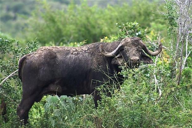 buffalo5.jpg