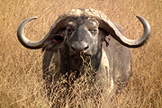 Buffalo_African.jpg