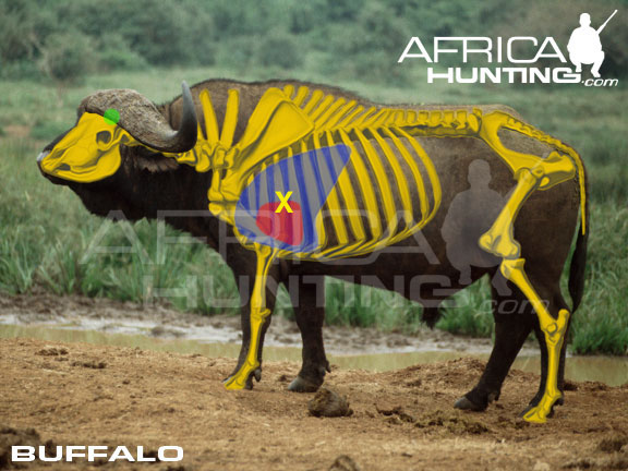buffalo_shot_placement.jpg
