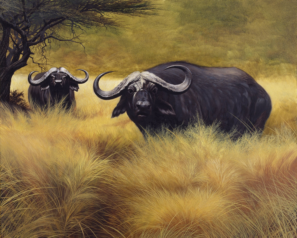 buffalos-oil-on-canvas-18x24.jpg