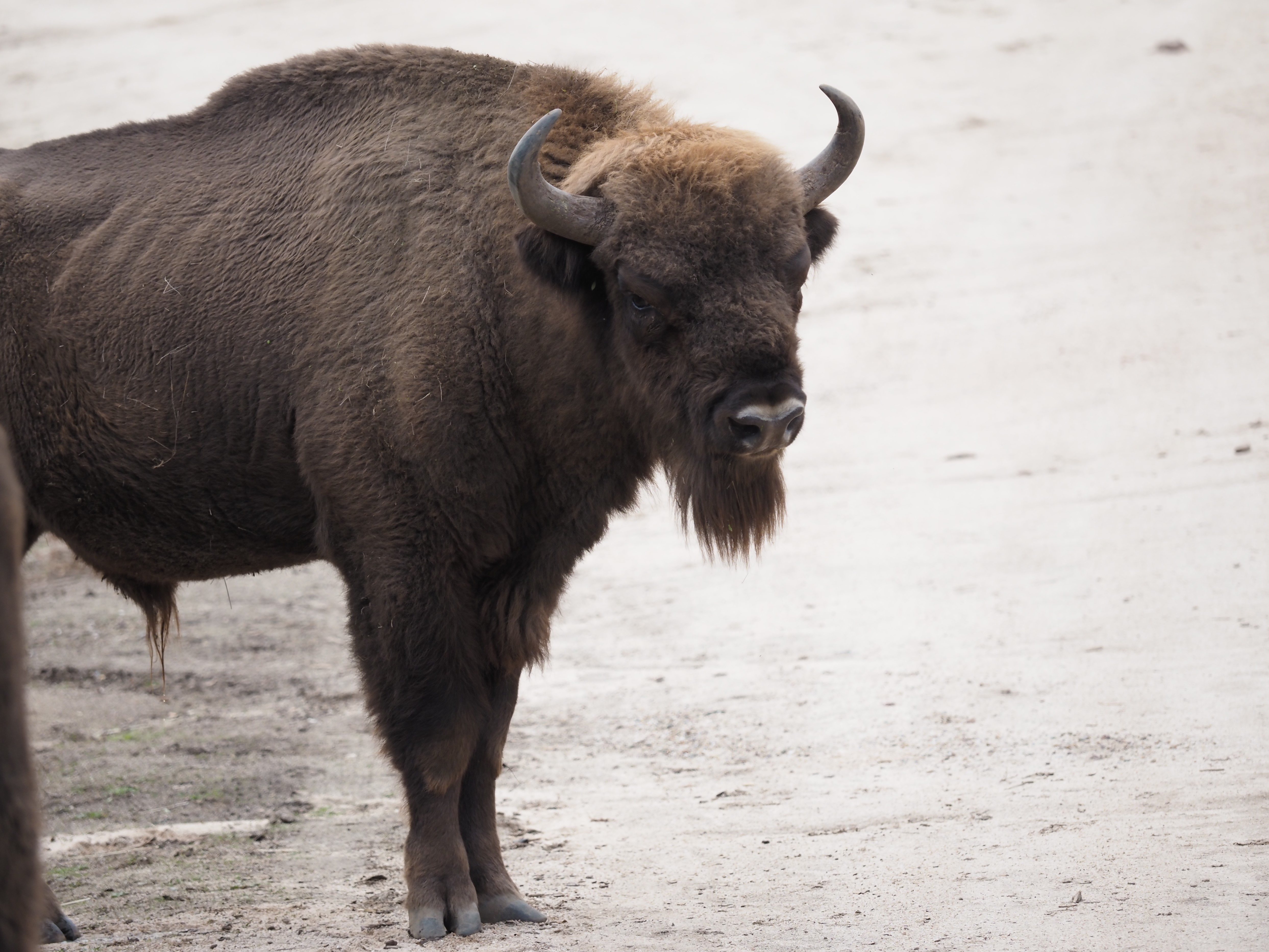 Bull Wisent Close IMG_2391 (2).JPG