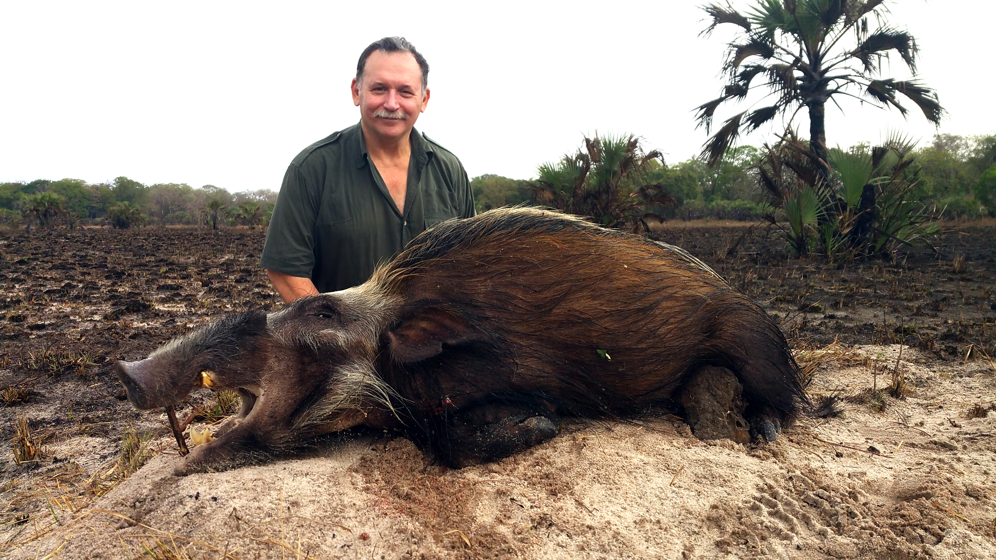 Bush pig 5.jpg