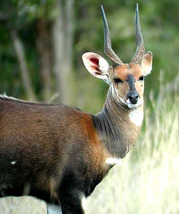 bushbuck 1232 .jpg