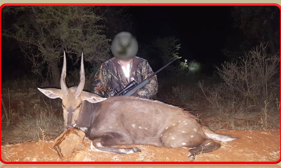 Bushbuck 2.JPG