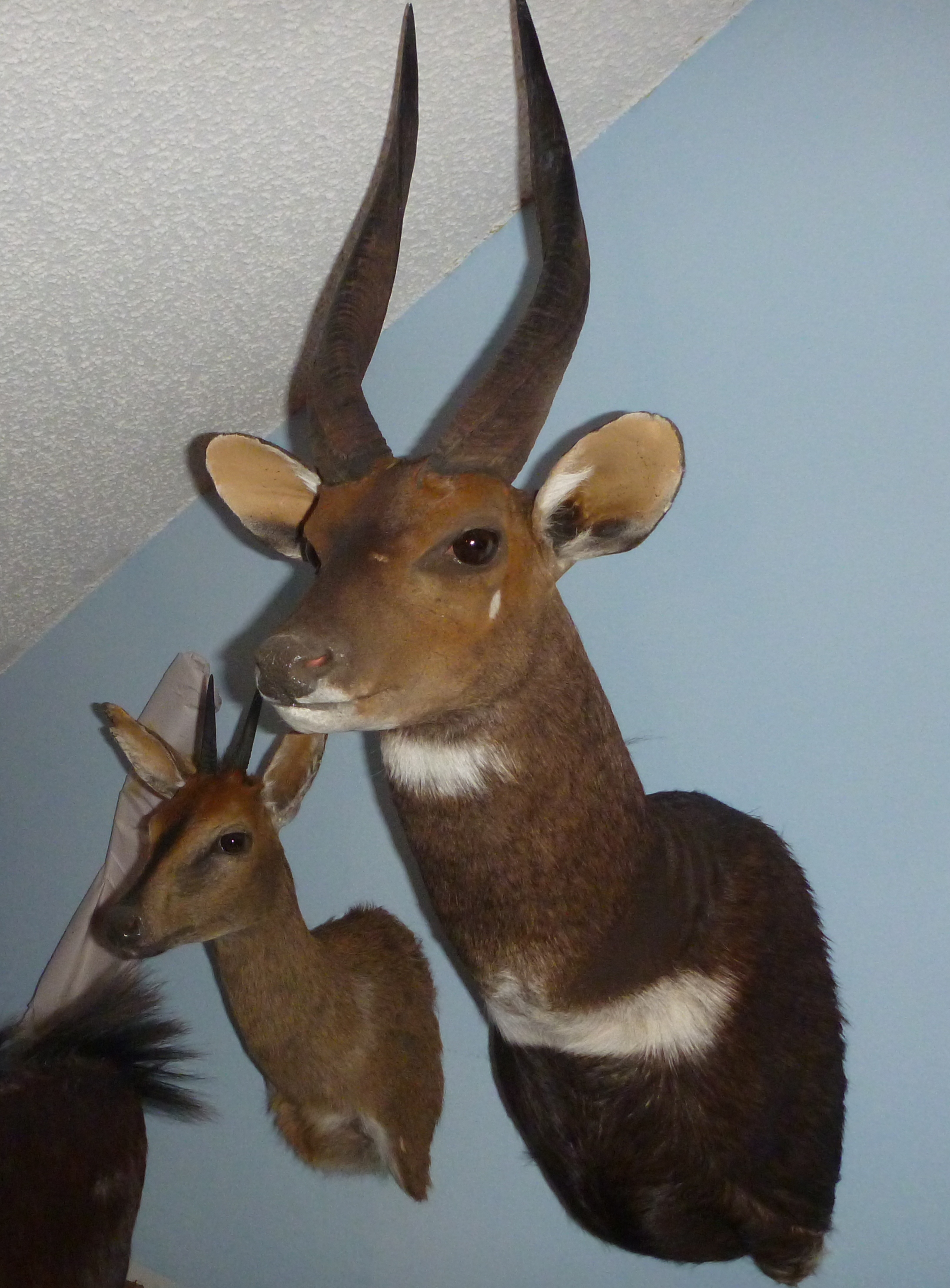 Bushbuck and duiker.JPG