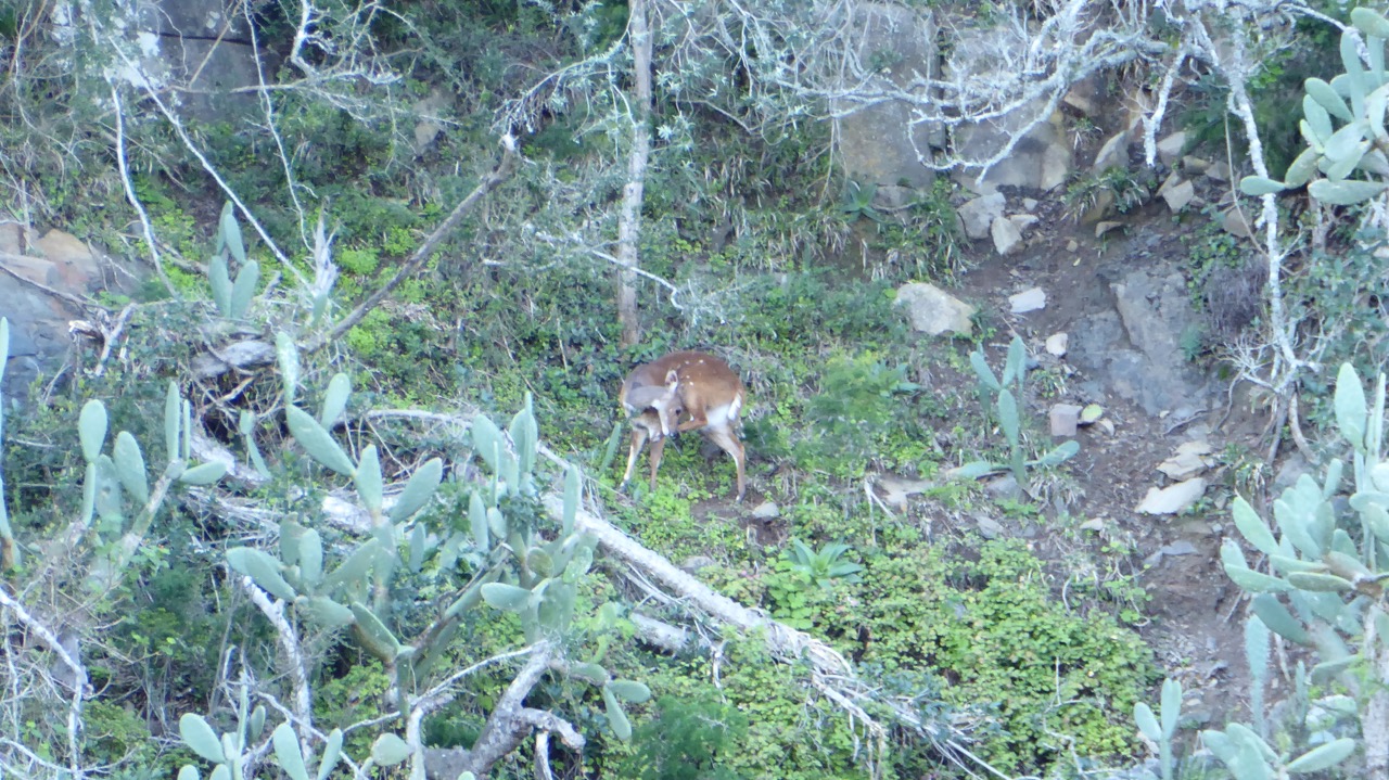 Bushbuck Ewe.jpg