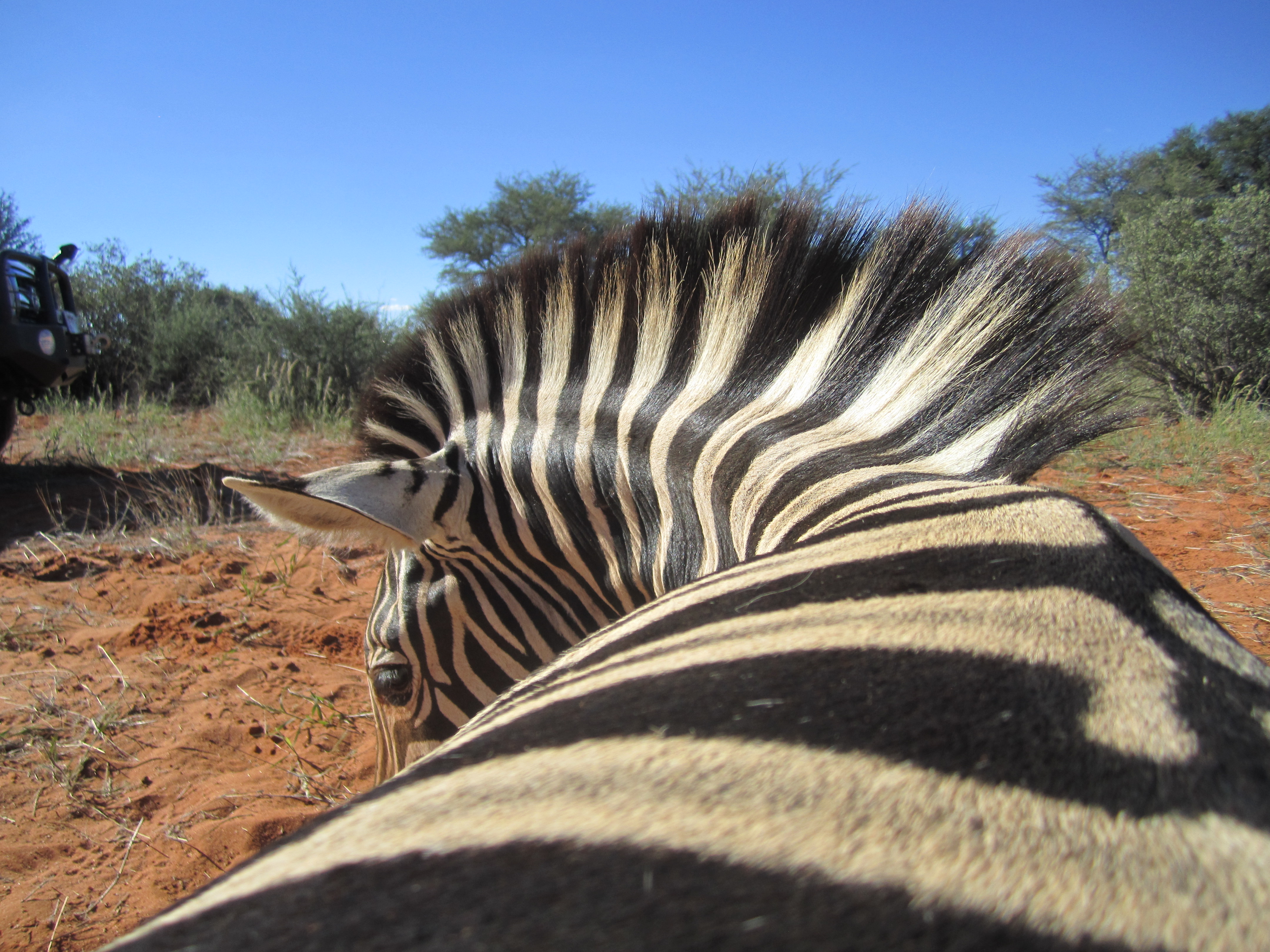 BWM Zebra5.JPG