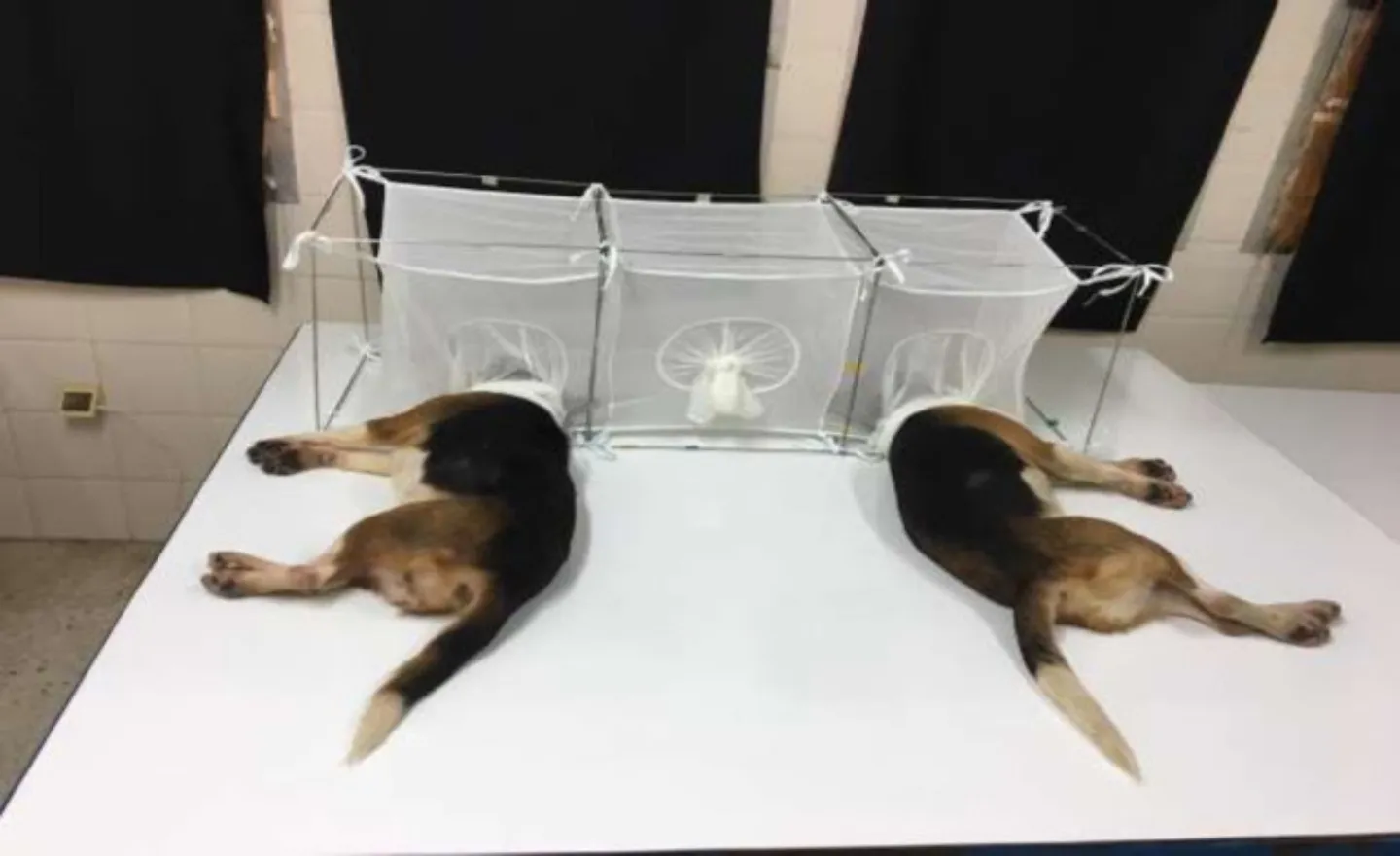 ca._wcw_beagles.webp