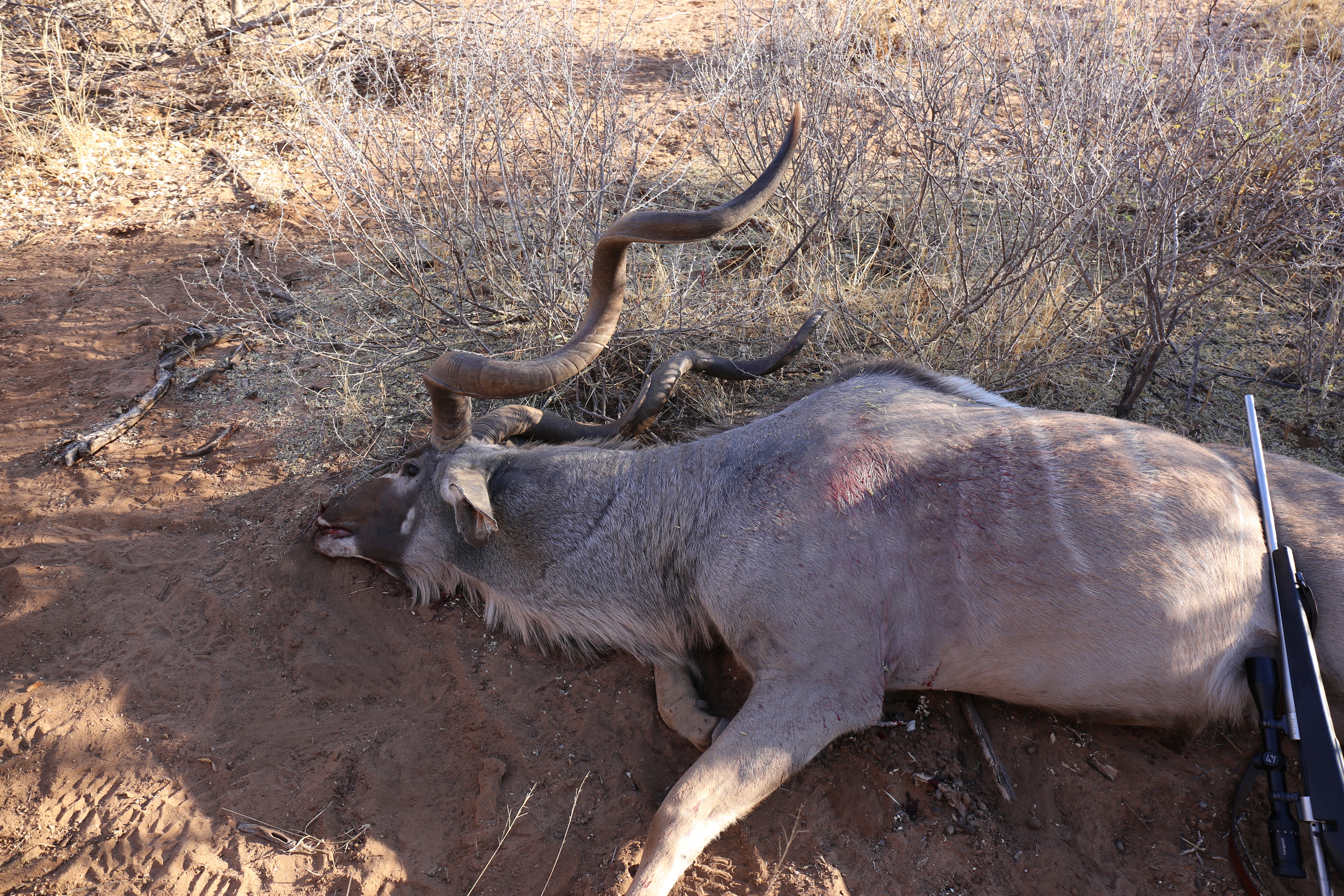 Canada Day Kudu.jpg