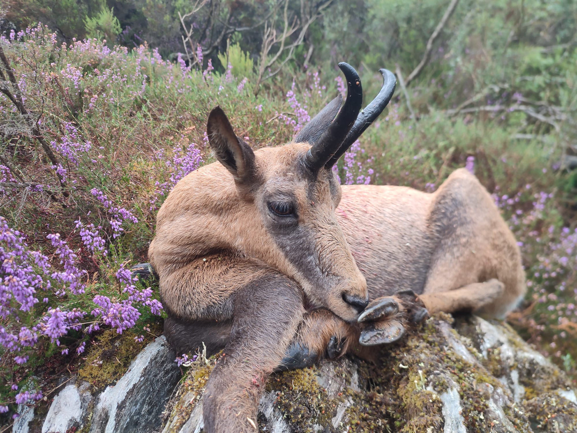 Cantabrian Chamois.jpeg