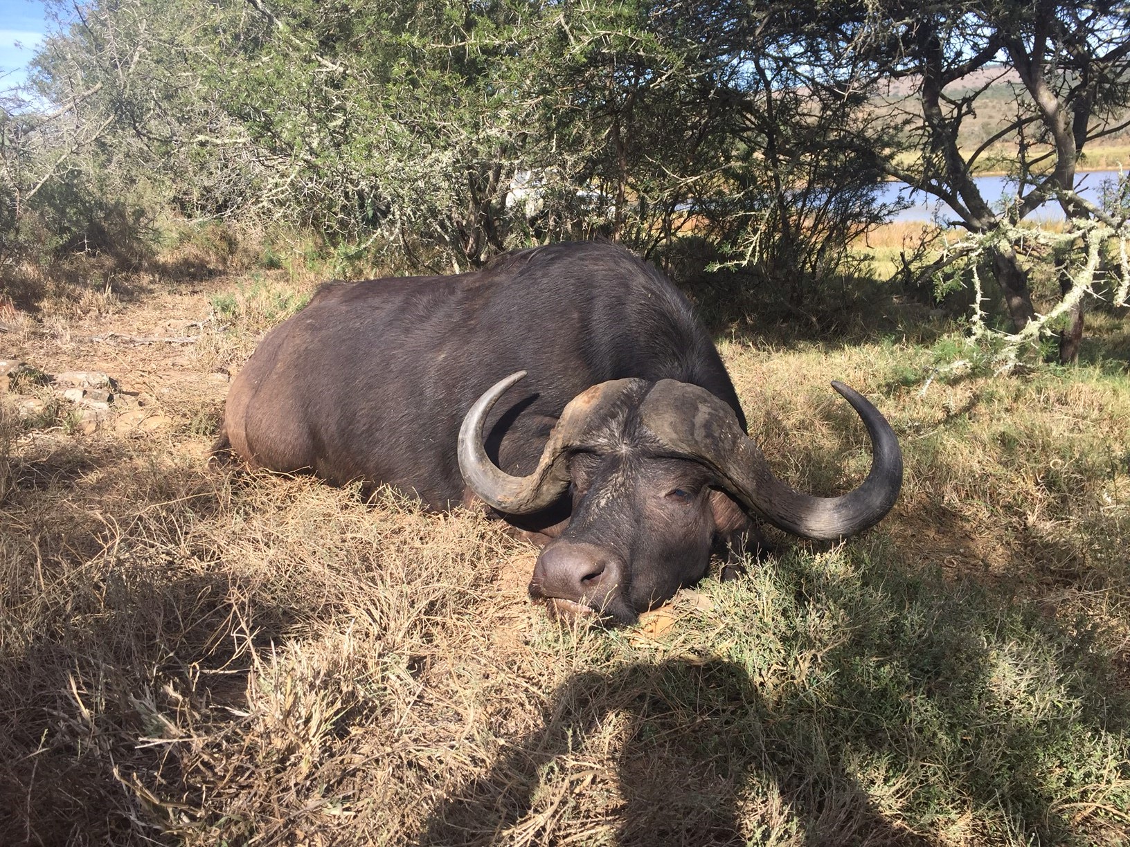 Cape Buffalo (2).JPG