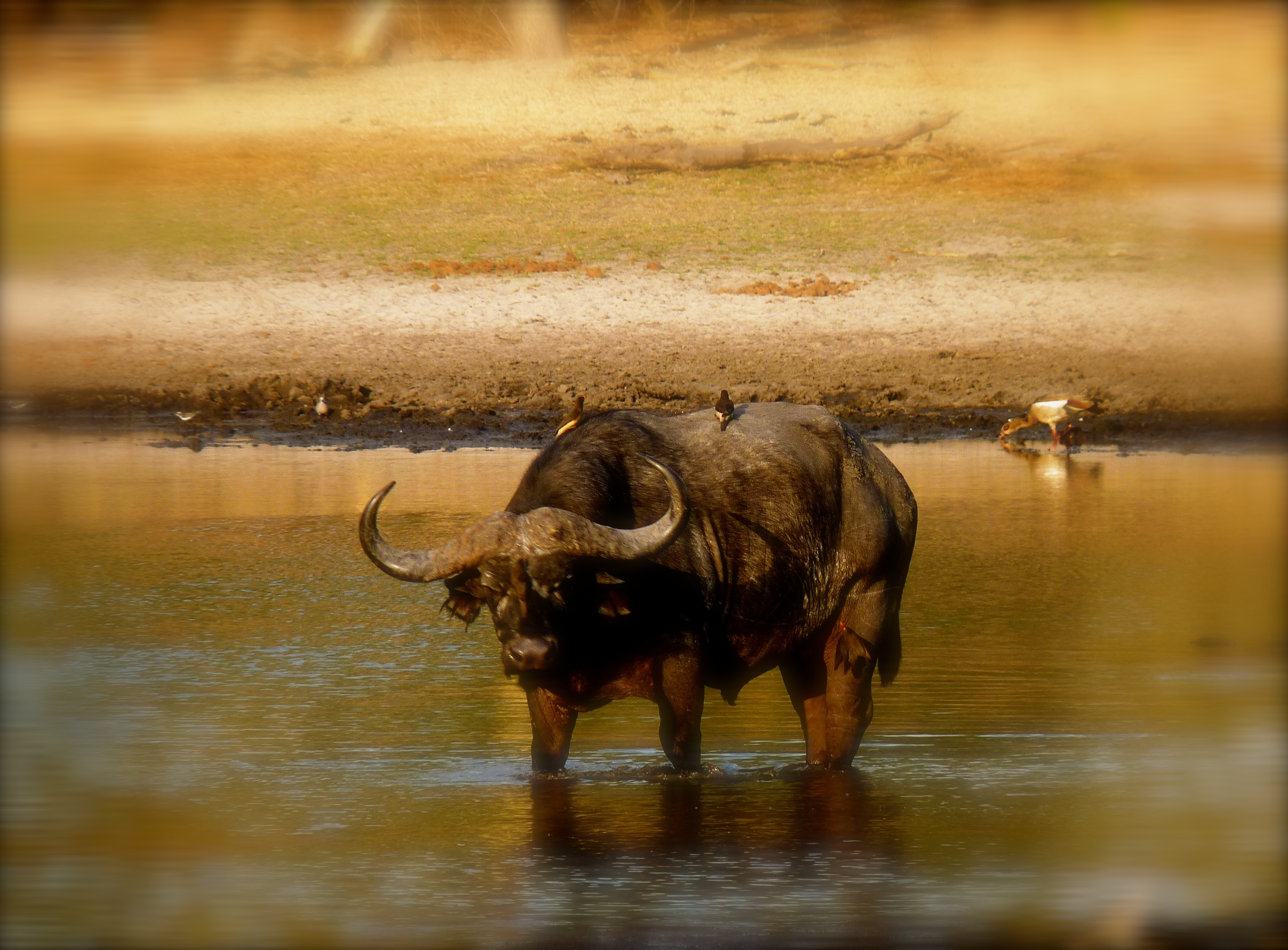 cape buffalo.JPG