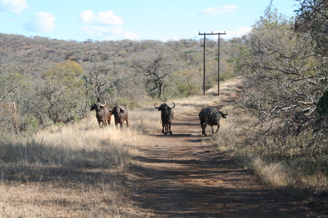 Cape Buffalo.jpg