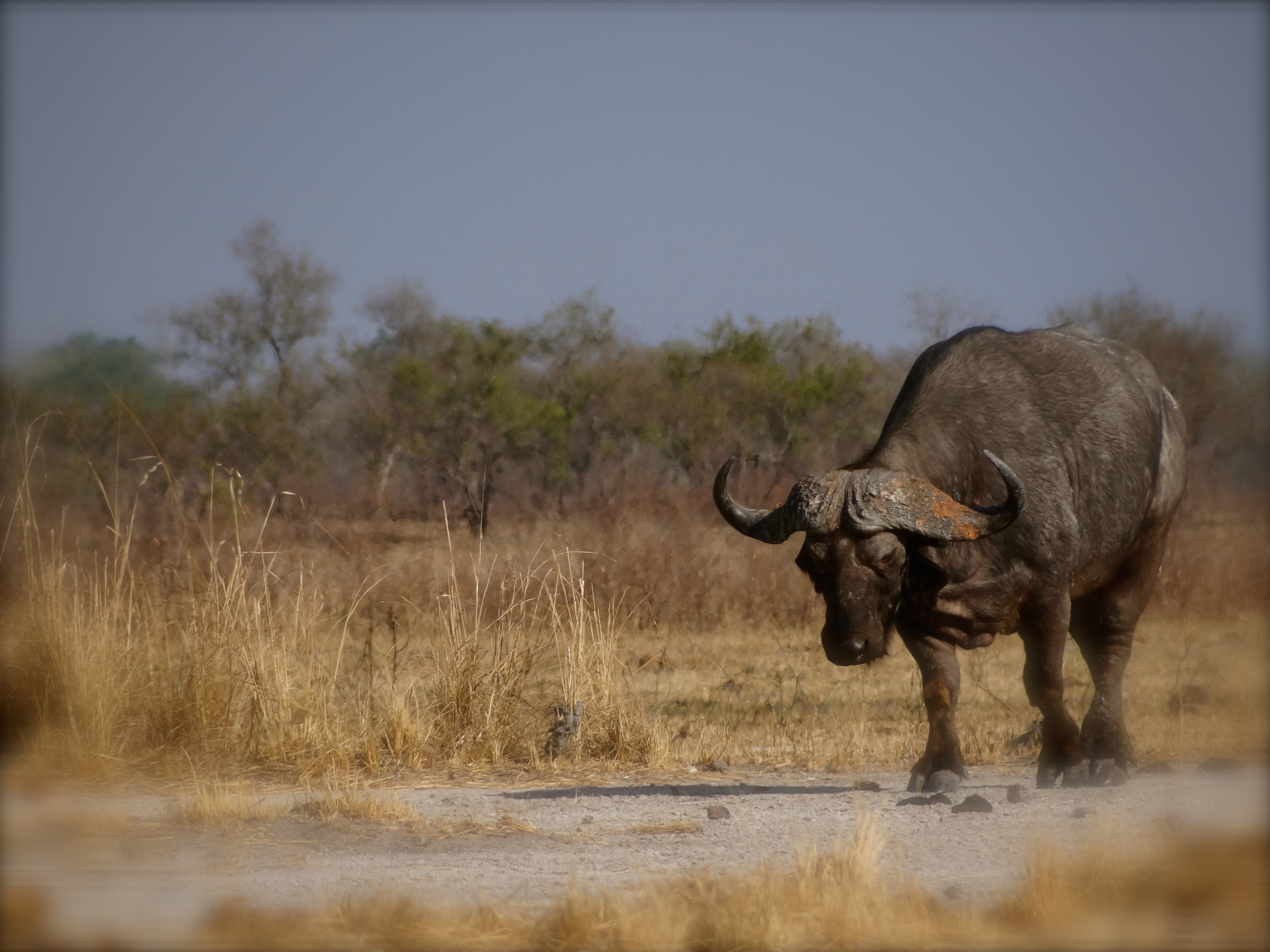 cape buffalo1.JPG