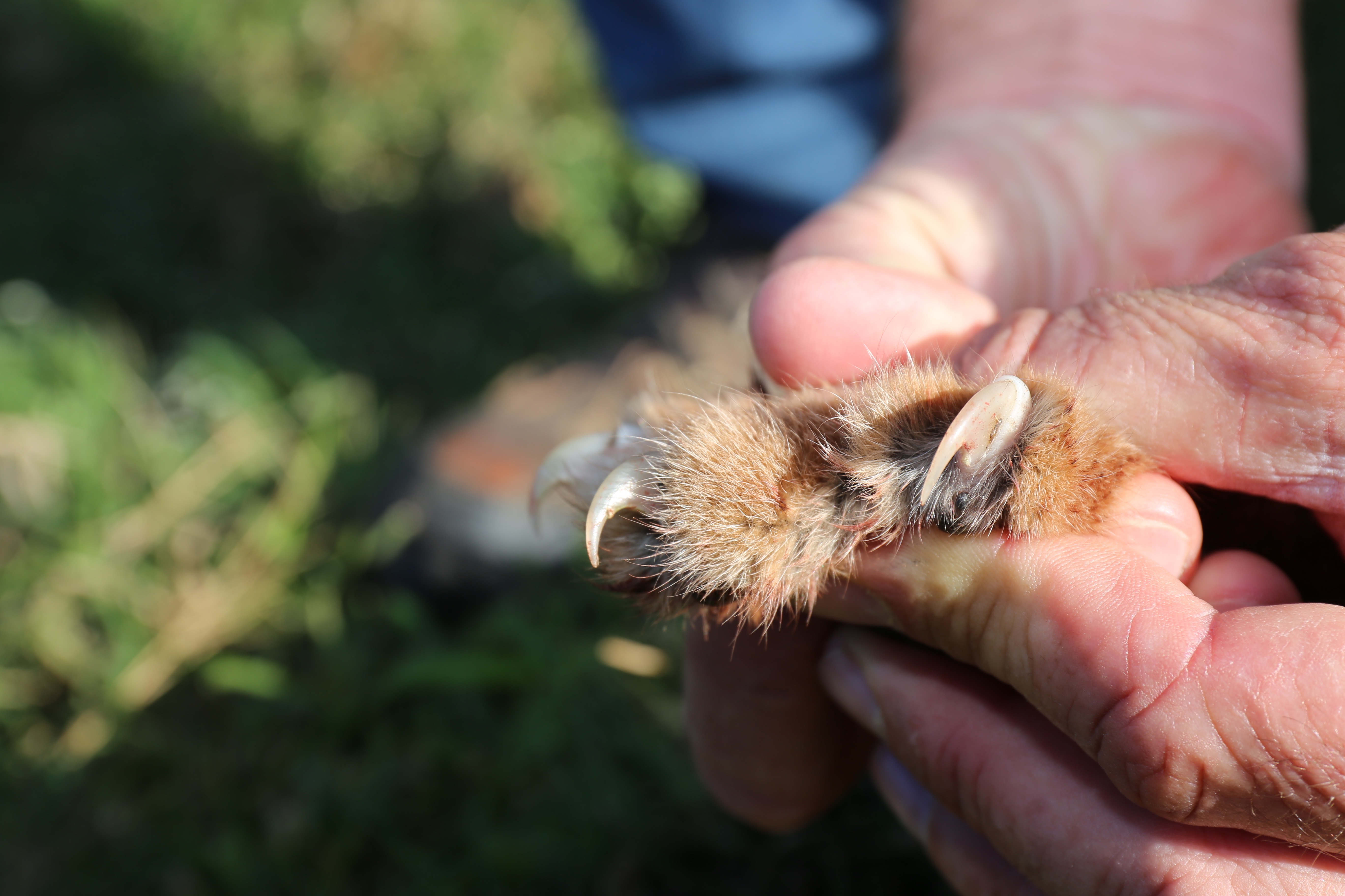 caracal claws.jpeg