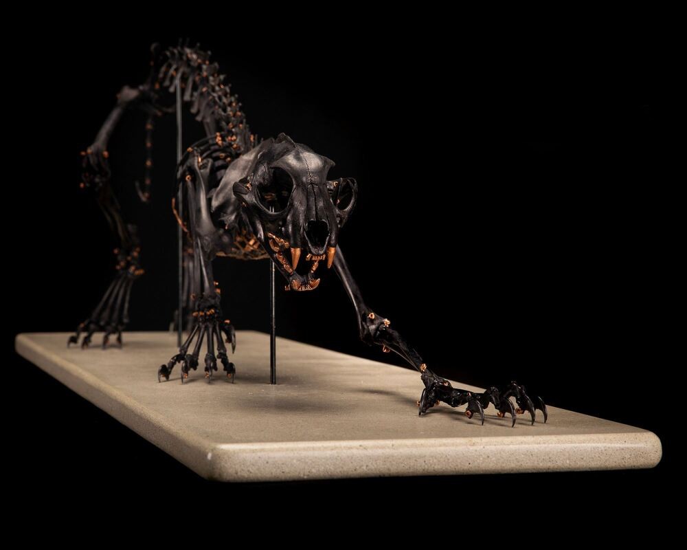 Caracal skeleton in matt black with a copper touch.jpg