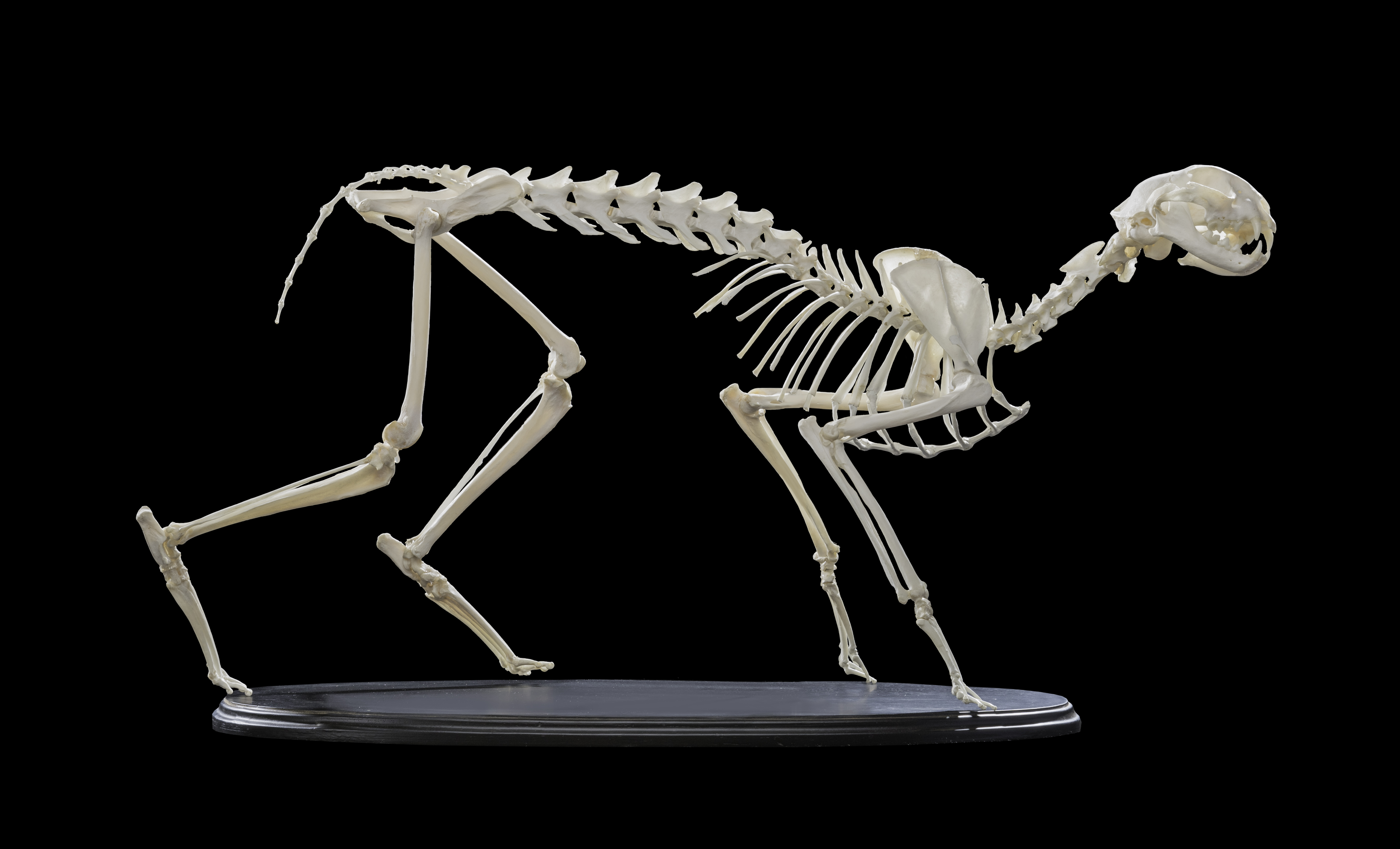 Caracal Skeleton.jpeg.jpg