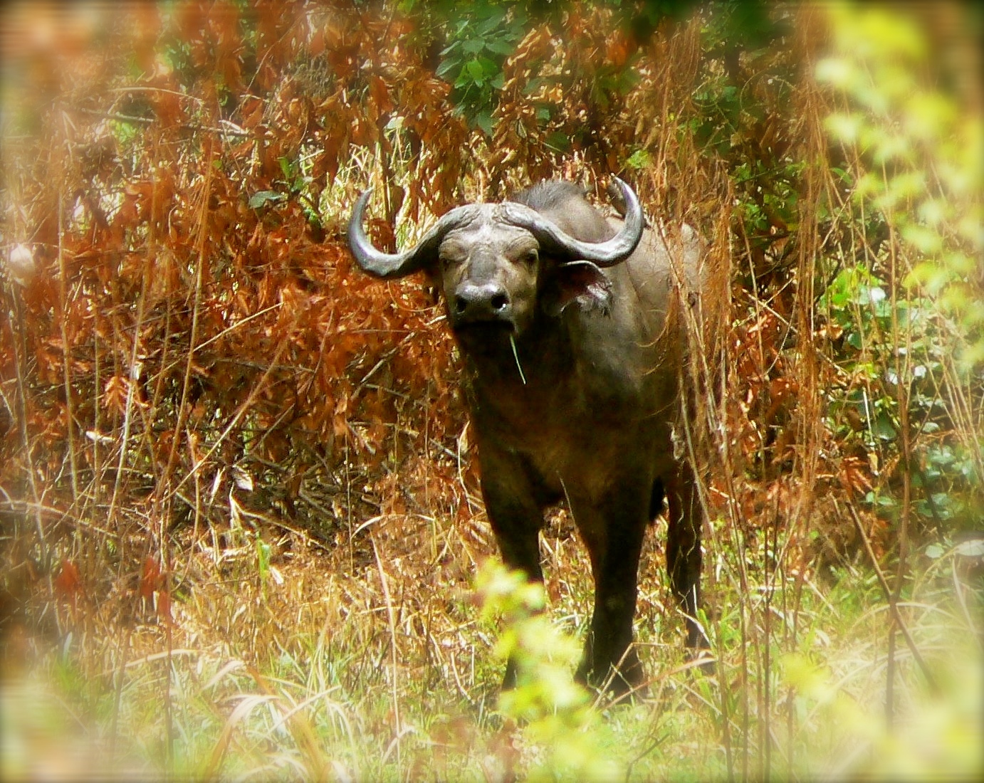 central african buffalo.JPG