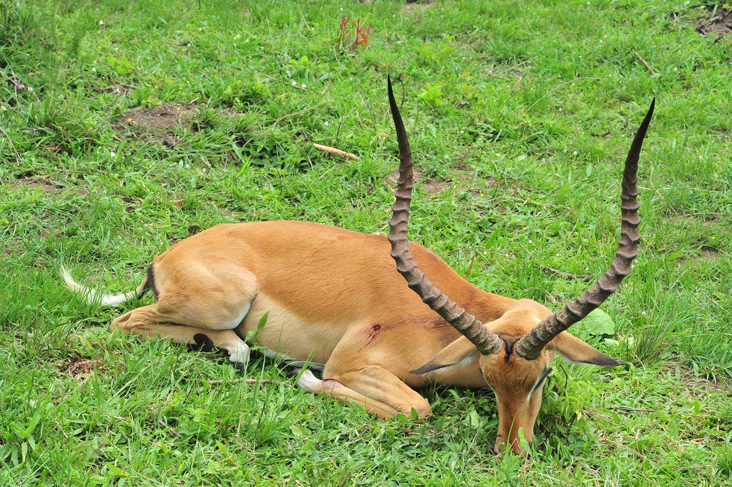 chasse-en-Afrique-Ouganda-015.jpg