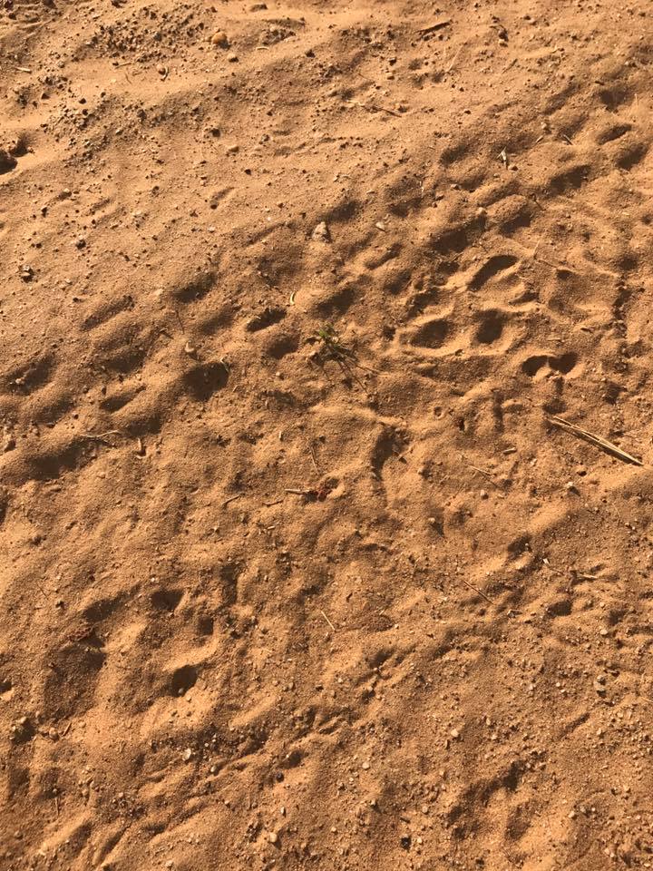 cheetah tracks.jpg