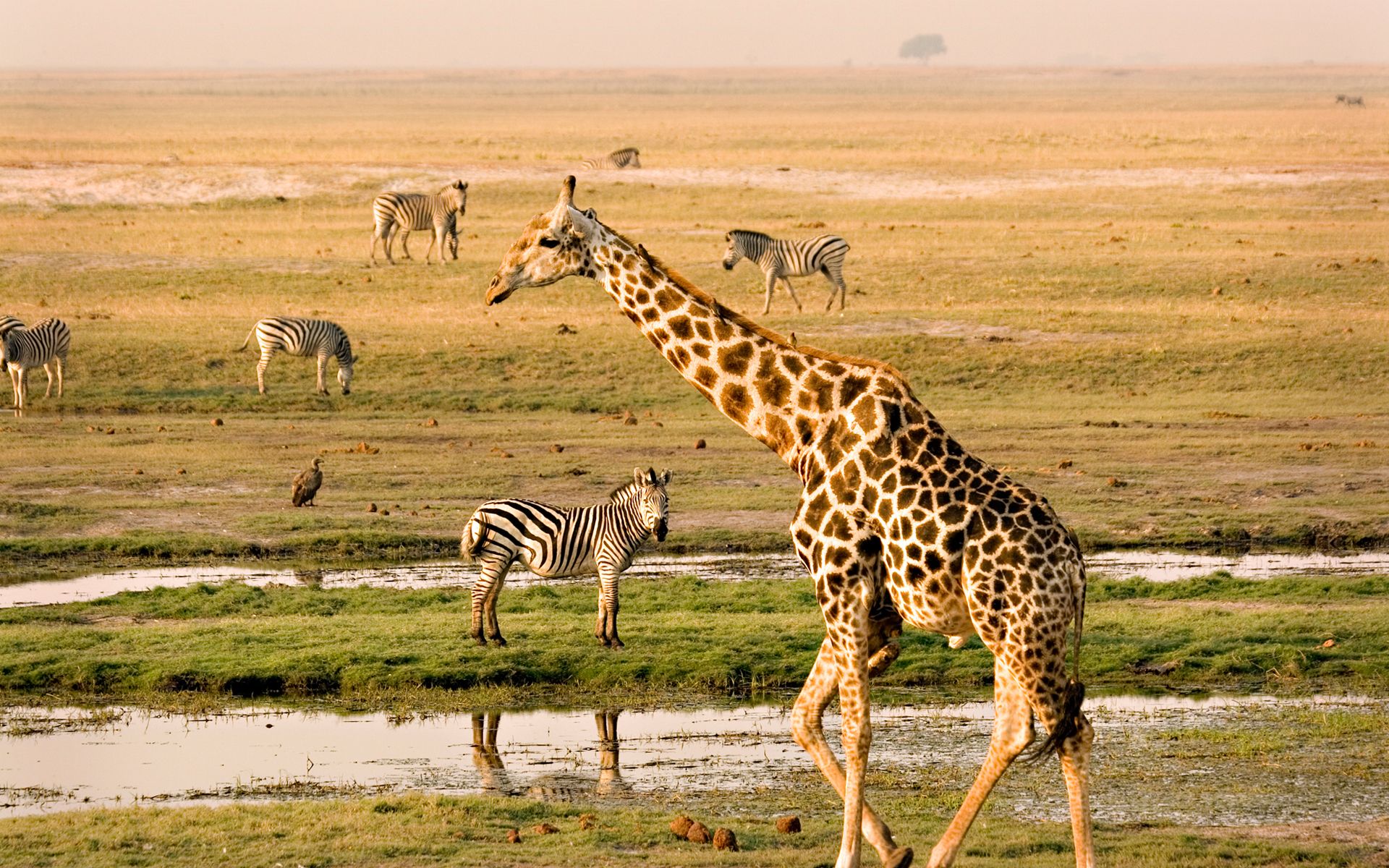 chobe-national-park-botswana-safari.jpg