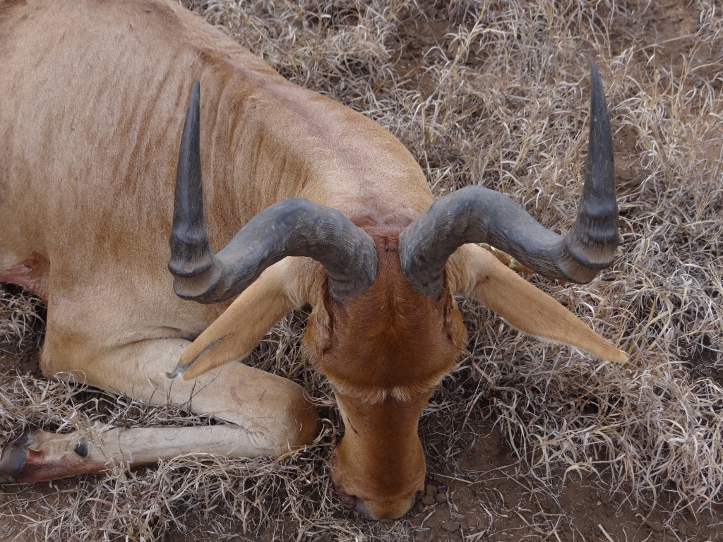 coke hartebeest (3).JPG