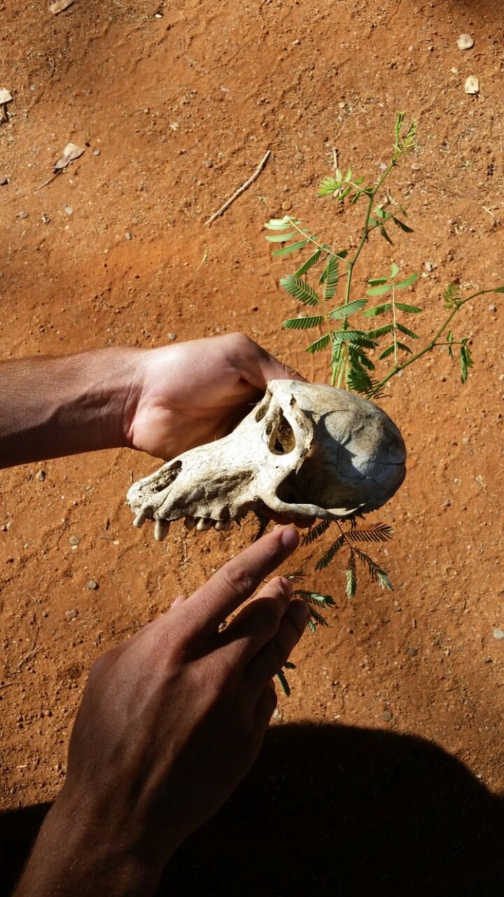 conservation baboon skull.jpg
