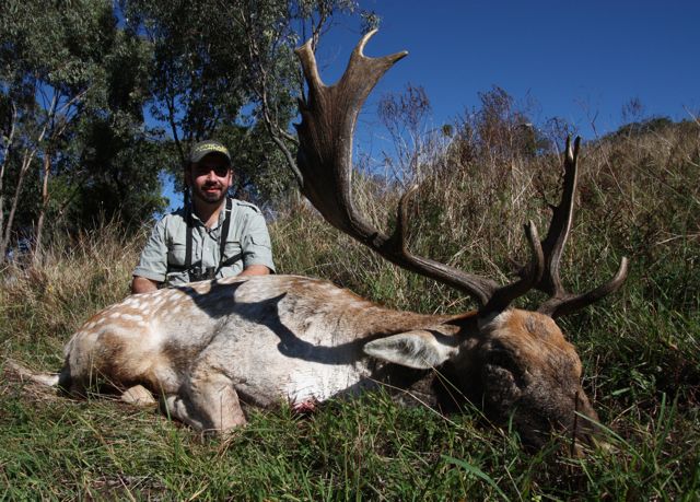 Coolah2012_08_bigstag.jpg