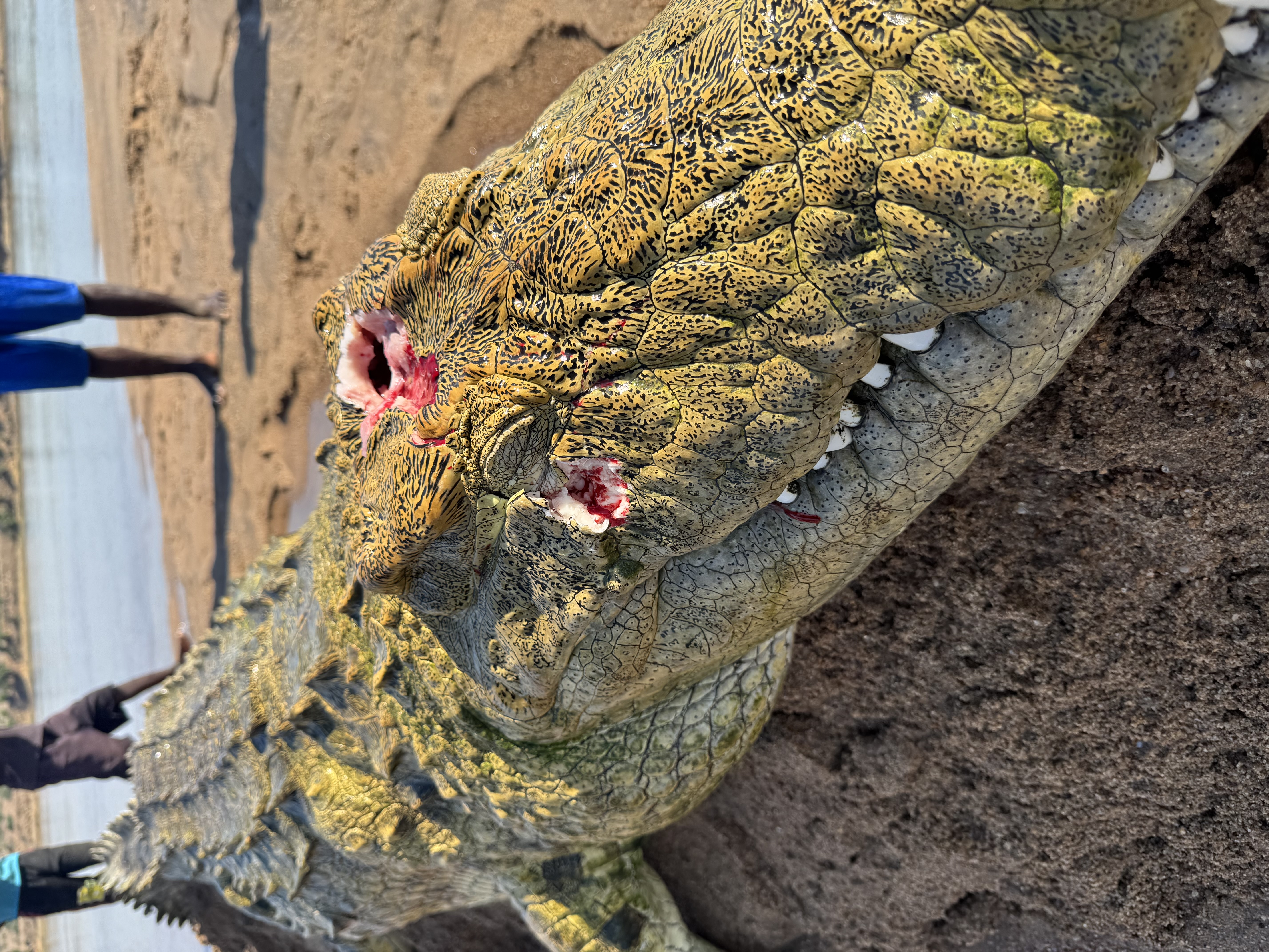 Croc.jpeg