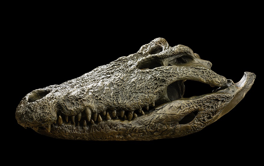 Crocodile Bronze Fullskull - JJ059 .jpg
