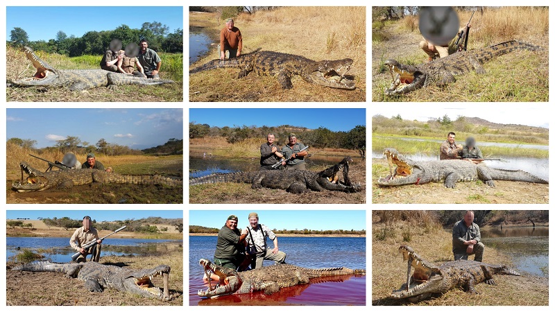 Crocodile collage.jpg