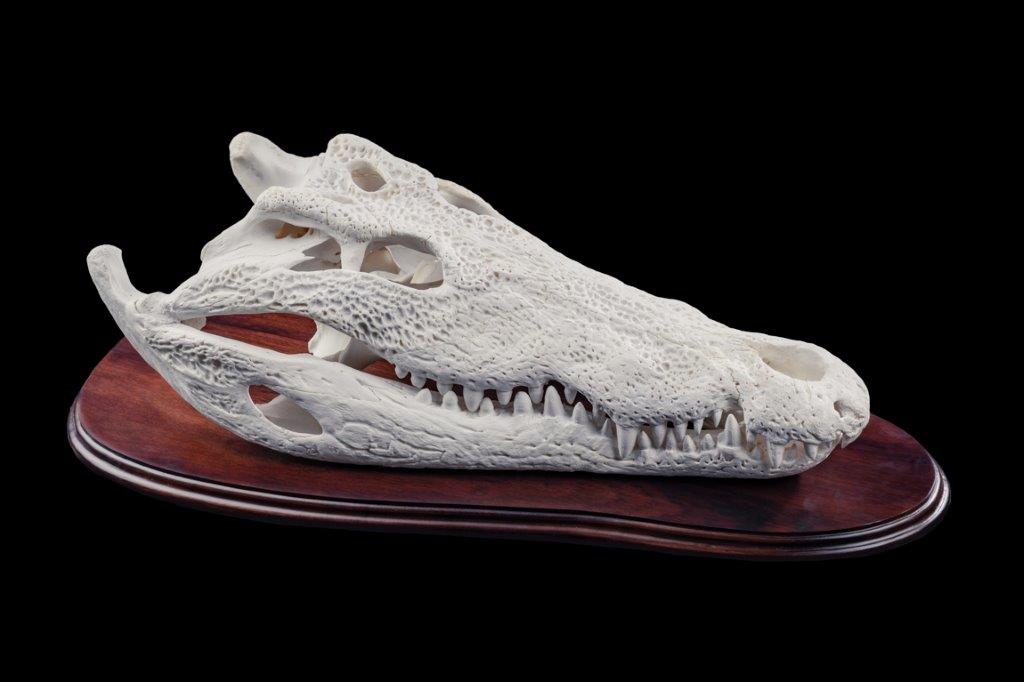 Crocodile Full Skull on Shield - GG306 .jpg