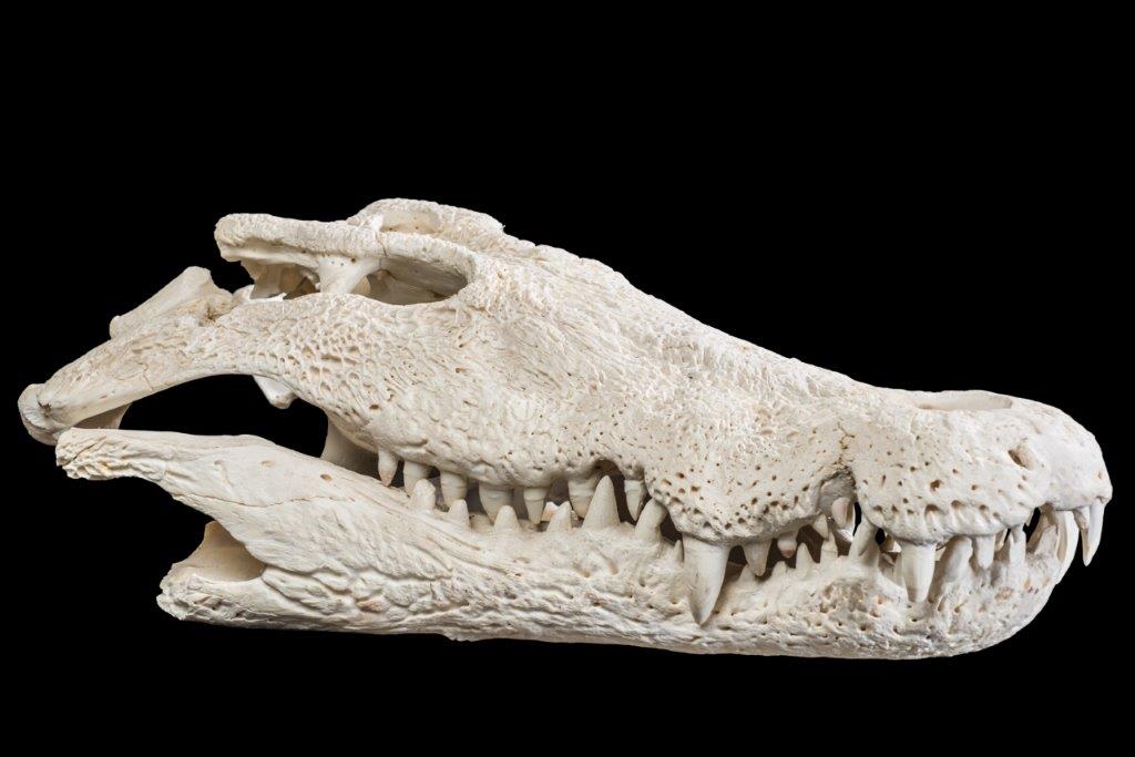 Crocodile Skull Cleaned - FF 017.jpg