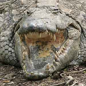 crocodile-teeth_0299.jpg